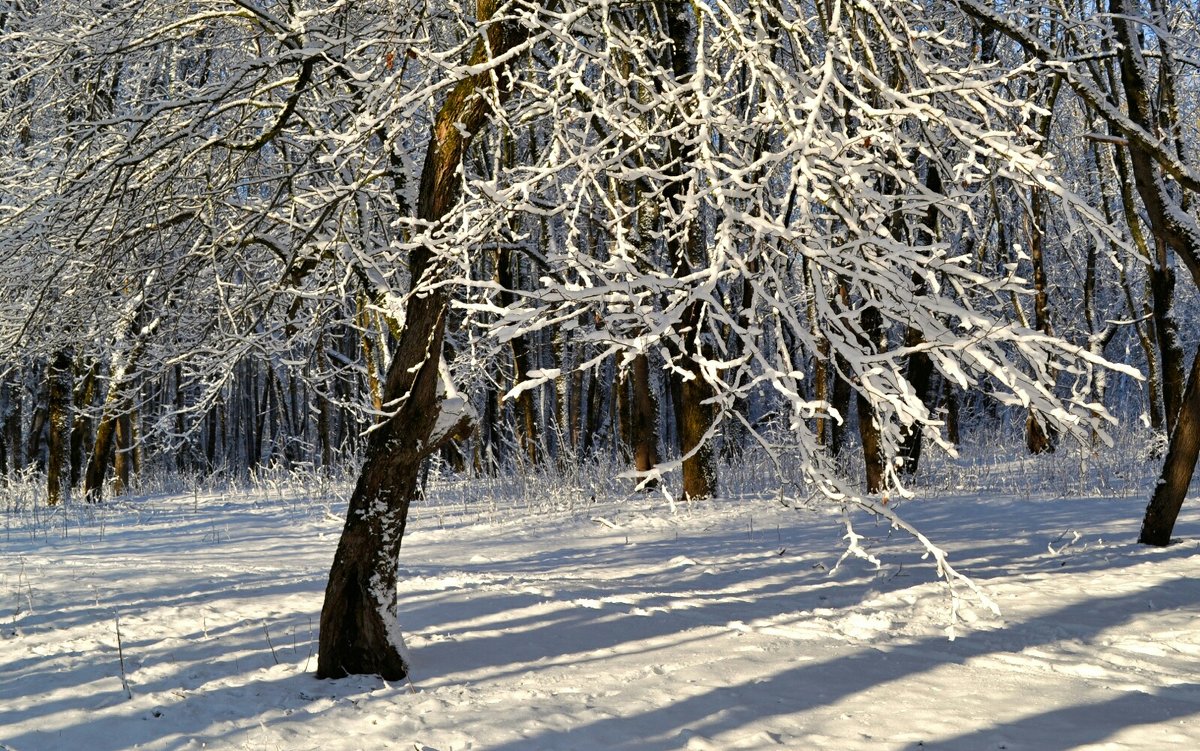 Хрустальным стало дерево от снегопада - Милешкин Владимир Алексеевич 