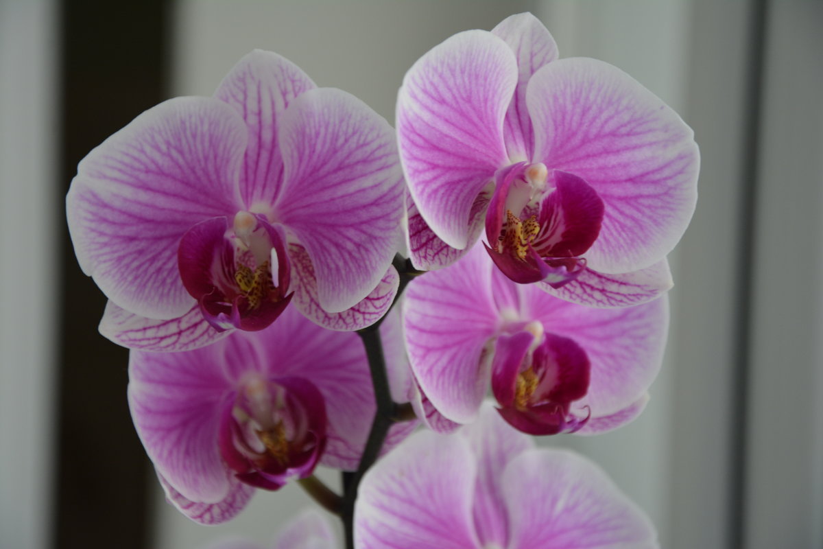 орхидея - ~Таня ~