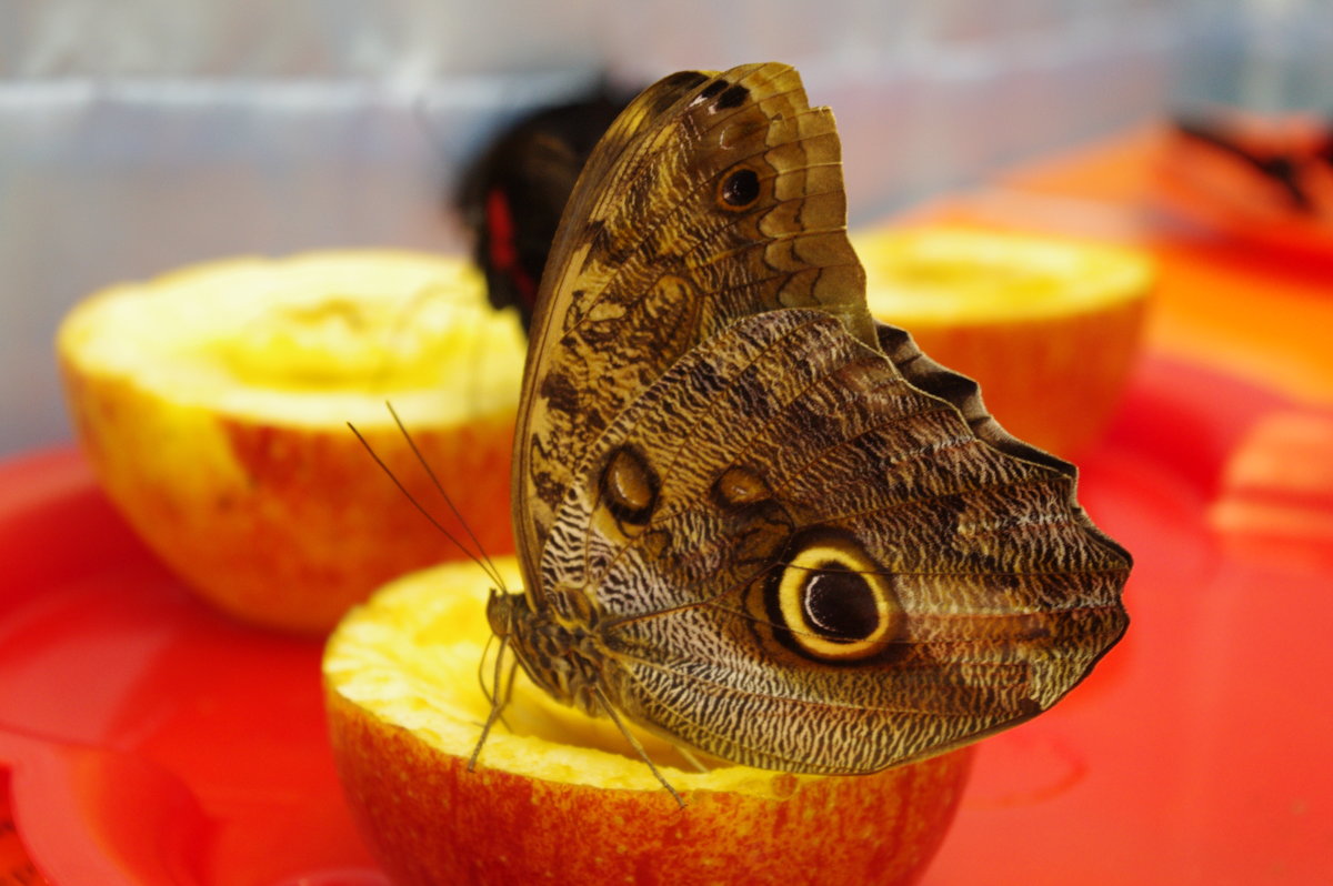 бабочка - совиный глаз - Ксения смирнова