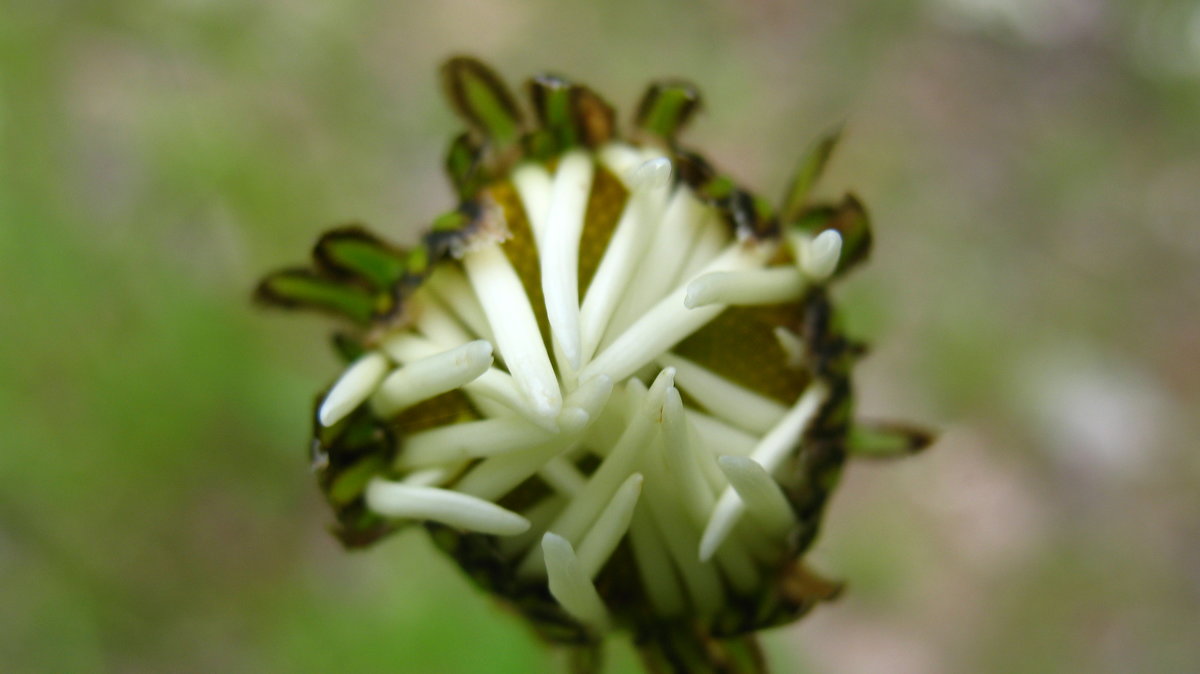 цветы - геннадий щербак