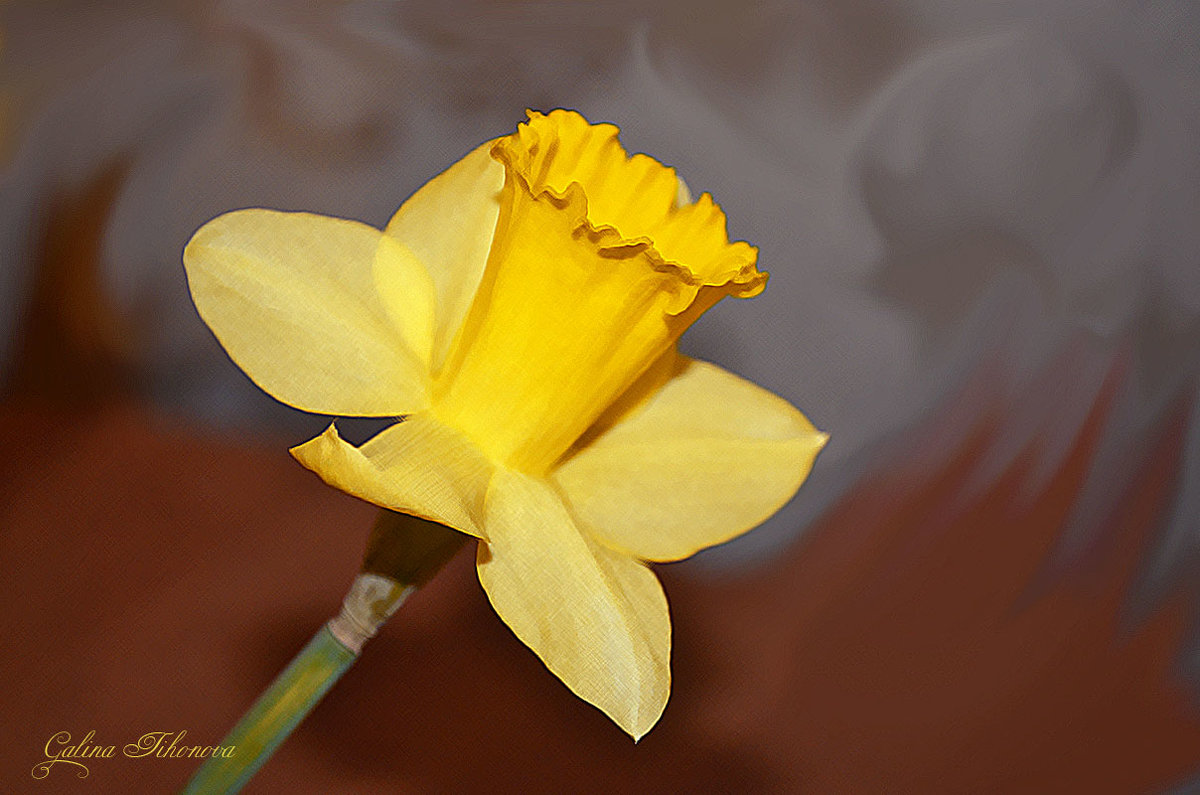 Нарцисс - galina tihonova