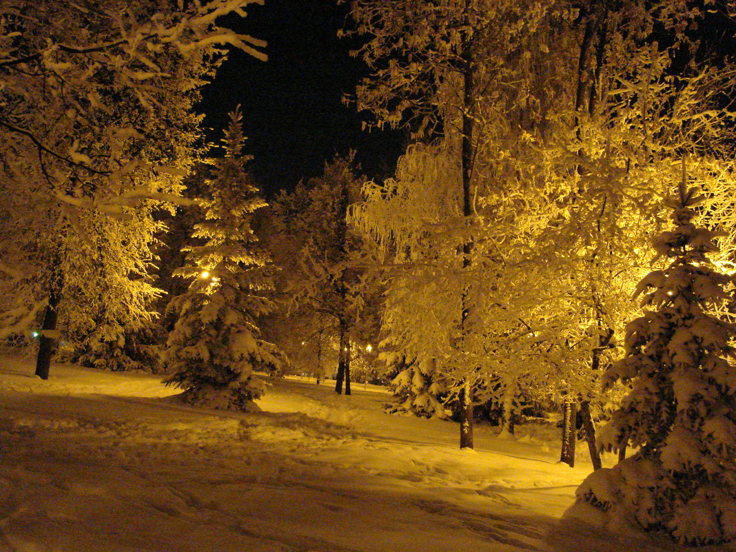Вечерний парк. Деревья в снегу, освещенные фонарями. - Сергей Тагиров