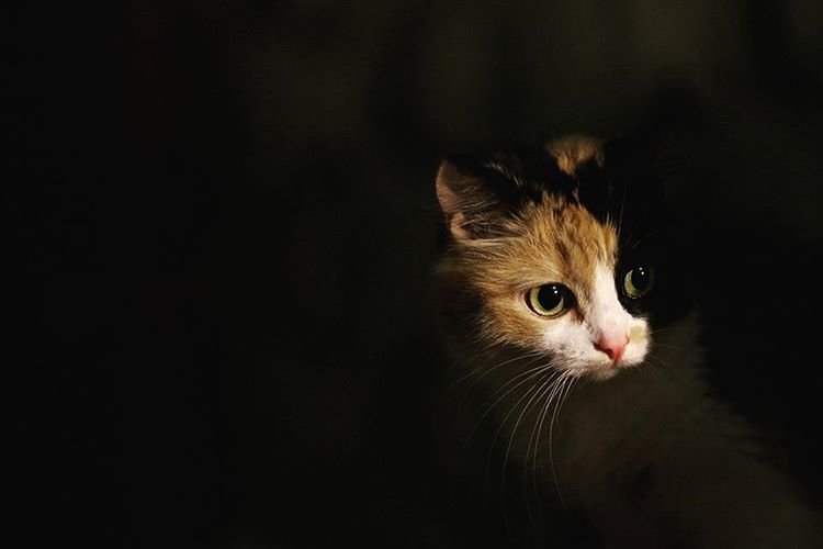цветная кошка в тени - Анна Смоляк
