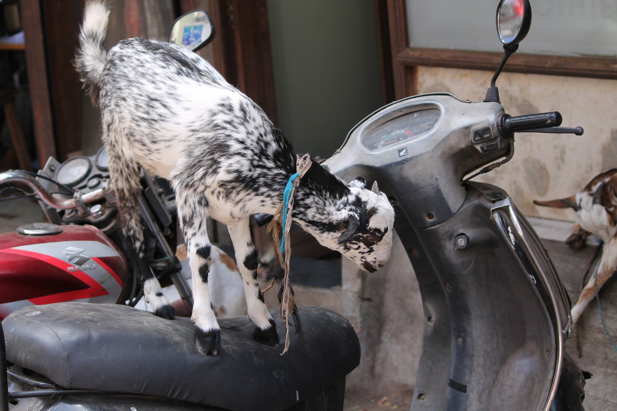 козы на Чор базаре Мумбаи - maikl falkon 