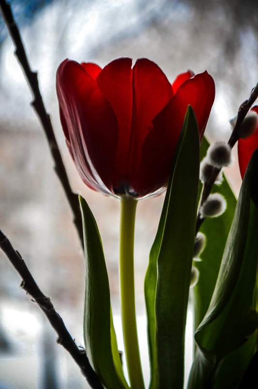 Весна. Тюльпаны - Дарья Селянкина