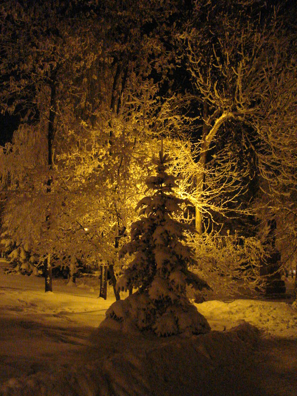 Елочка в зимнем парке освещенная светом фонаря - Сергей Тагиров