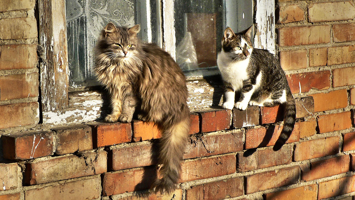 Две кошки на окошке - Алла Рыженко