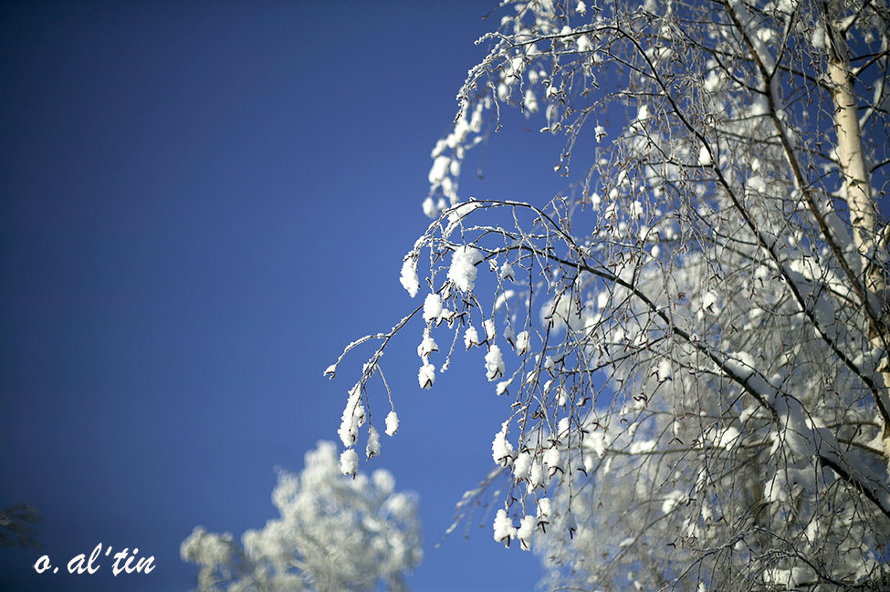 ветки березки на фоне зимнего неба - Олег 