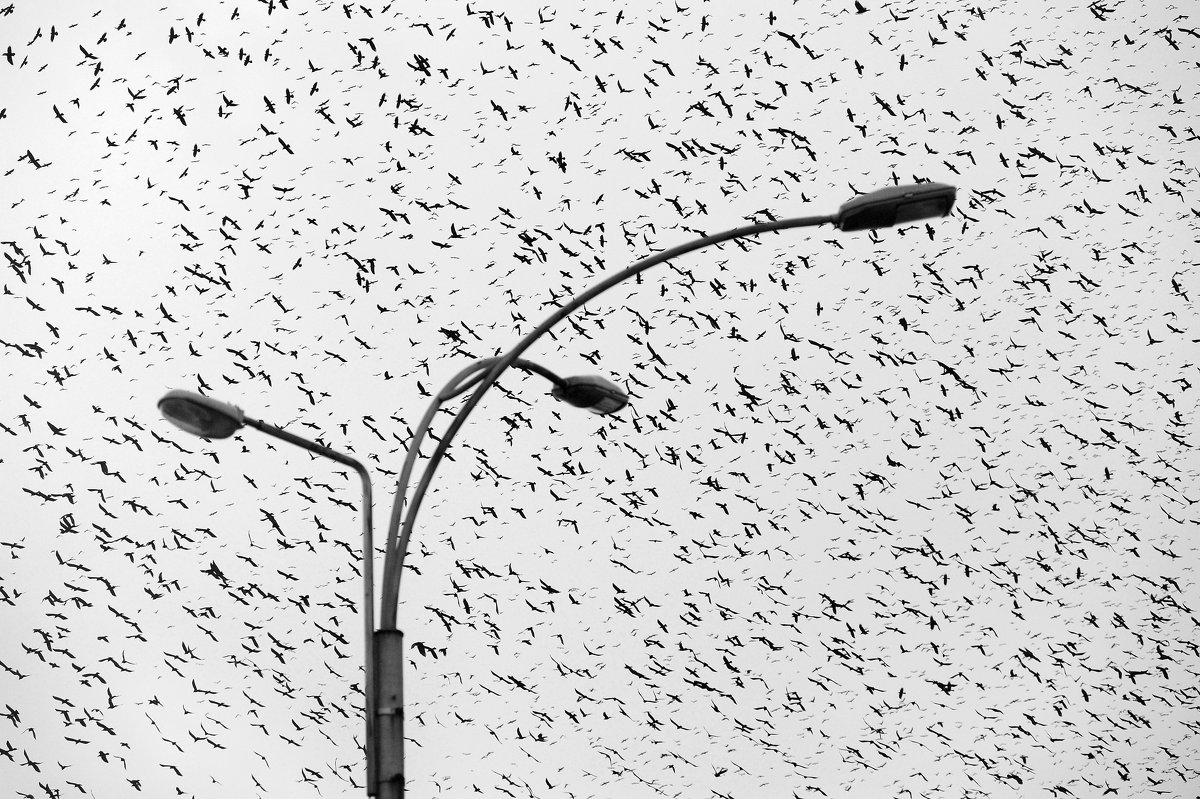 Осман Каримов - Birds in the city - Фотоконкурс Epson