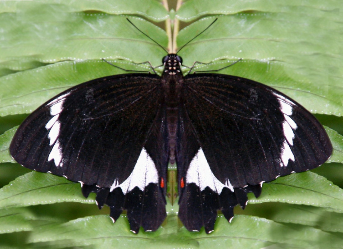 Orchard Butterfly ,Papilio aegeus aegeus,мужчина - Антонина 