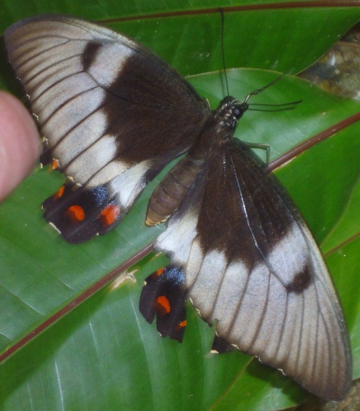 Papilio aegeus,Парусник эгей Orchard Butterfly,Орчард-Махаон Бабочка cамкa - Антонина 