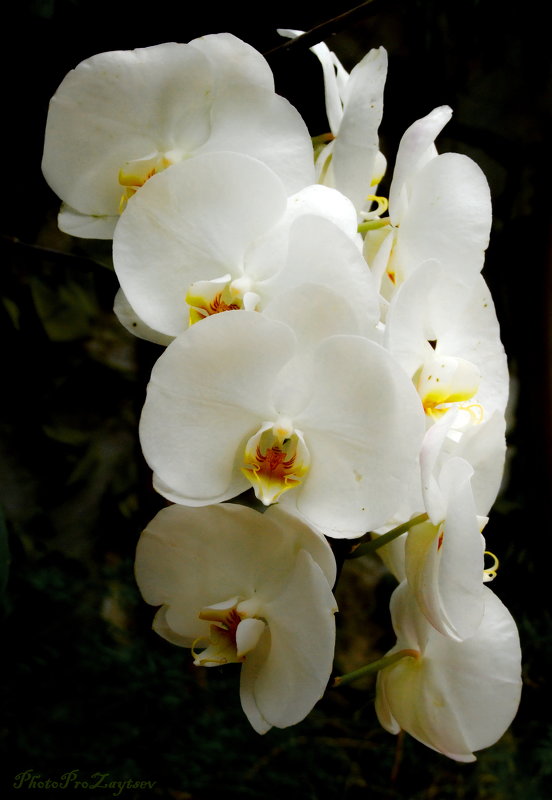 Орхидея белая - Андрей Зайцев