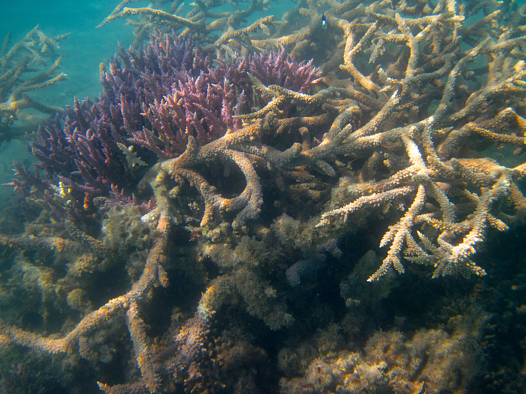 Длинные ветви кораллов - Lukum 