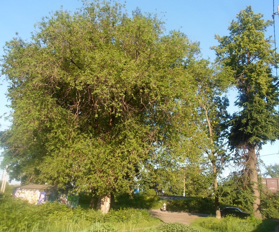Деревья-Великаны - Наталья 