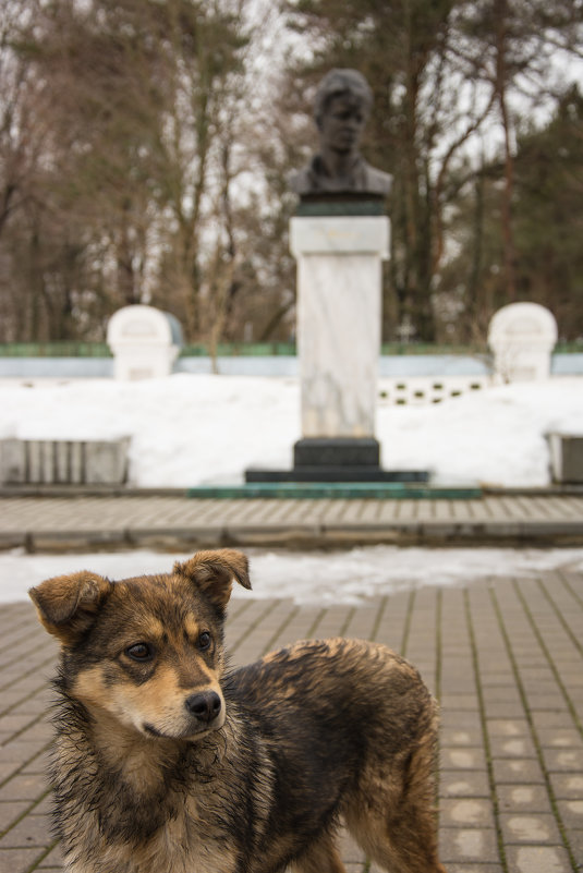 Собака и Есенин - Kasatkin Vladislav