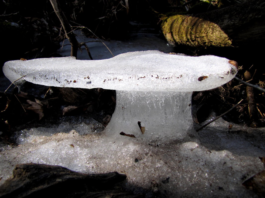 ледяной гриб - doberman 