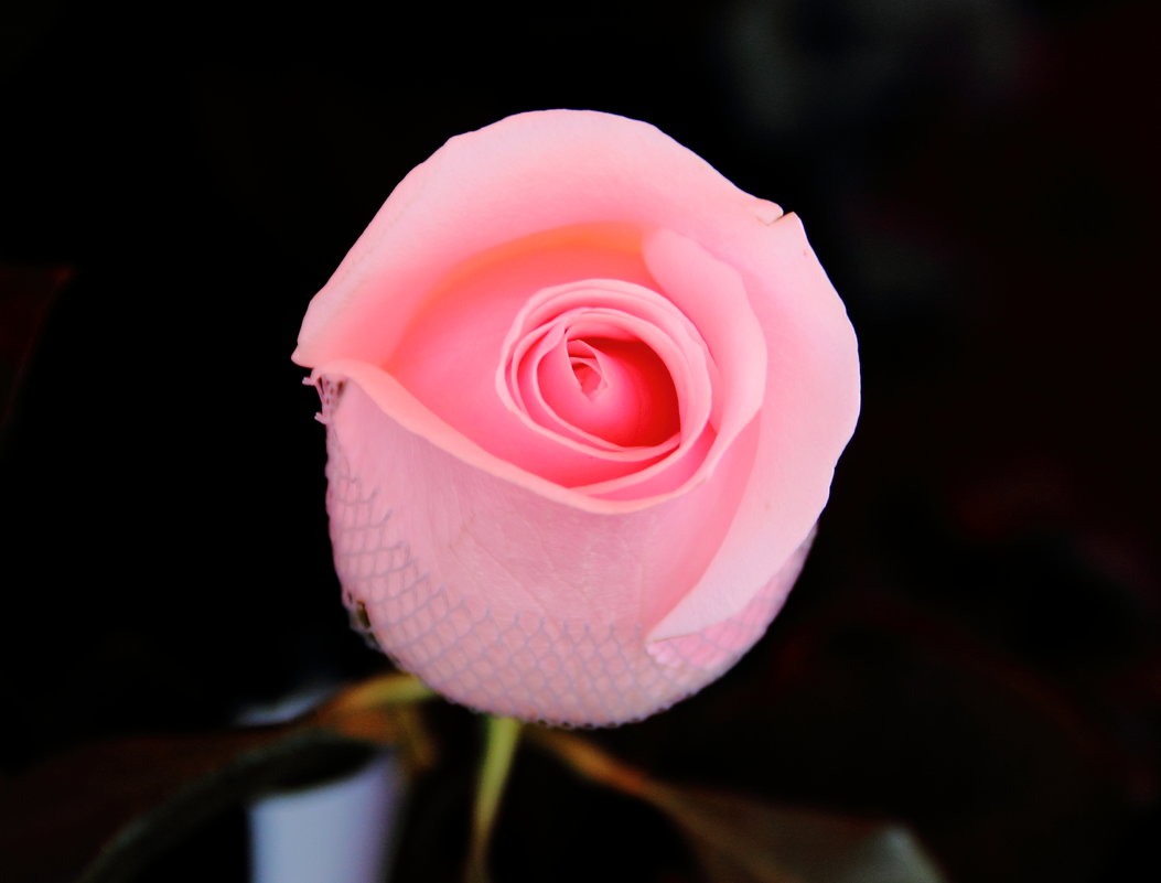 Розовая нежность - Светлана 