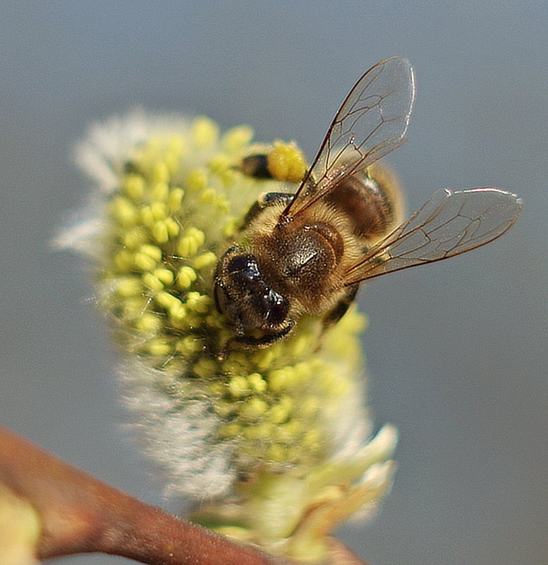 пчела - юрий иванов