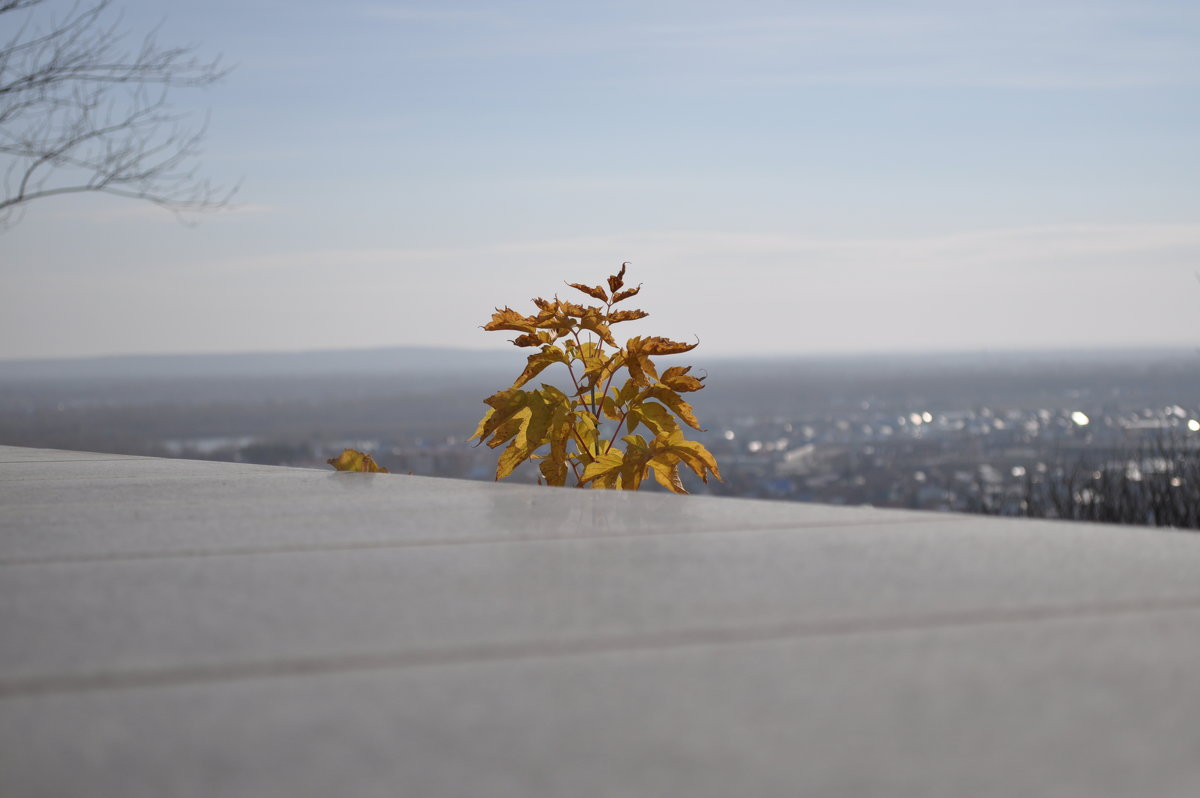 Желтые листья на фоне горизонта - Сергей Тагиров