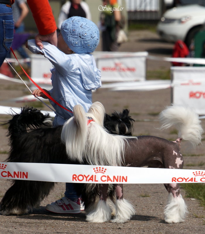 DogShow. Зарисовки. - Tatiana Golubinskaia