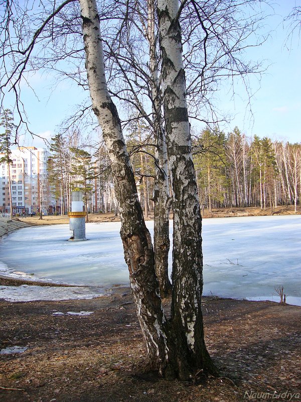 Проталинки в лесу - Лидия (naum.lidiya)