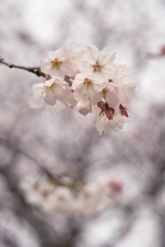 Sakura - Slava Hamamoto