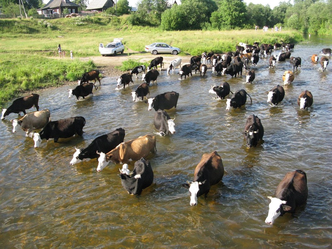 Коровы стройною толпой покорно шли на водопой... - ВИКТОРИЯ Т