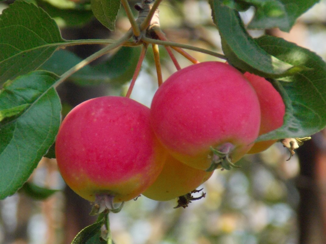 яблоки - Anastasiay 