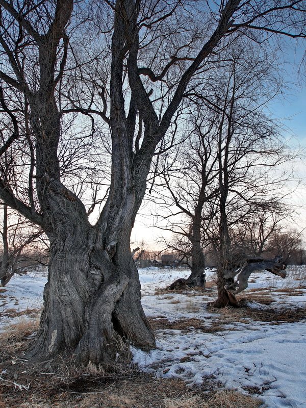 Дерева - Виктор Четошников