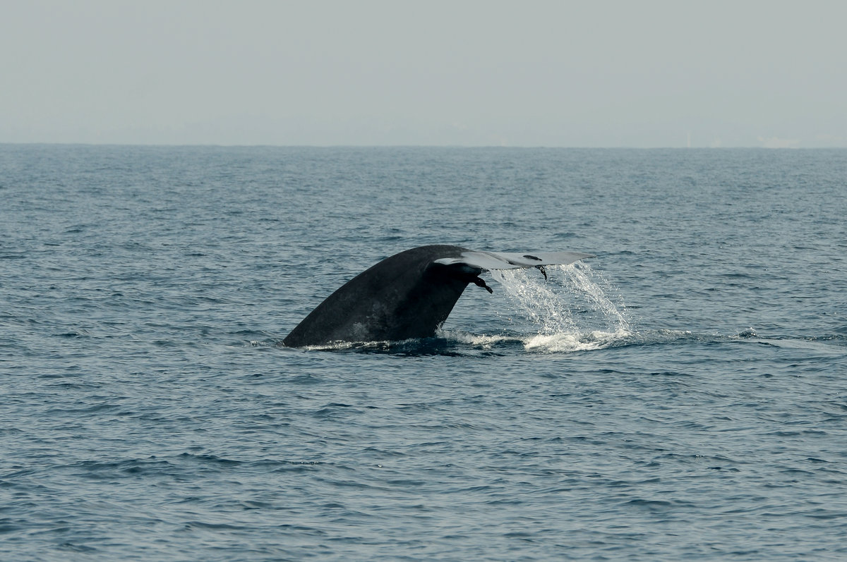 Хвост голубого кита - Юрий Белоусов