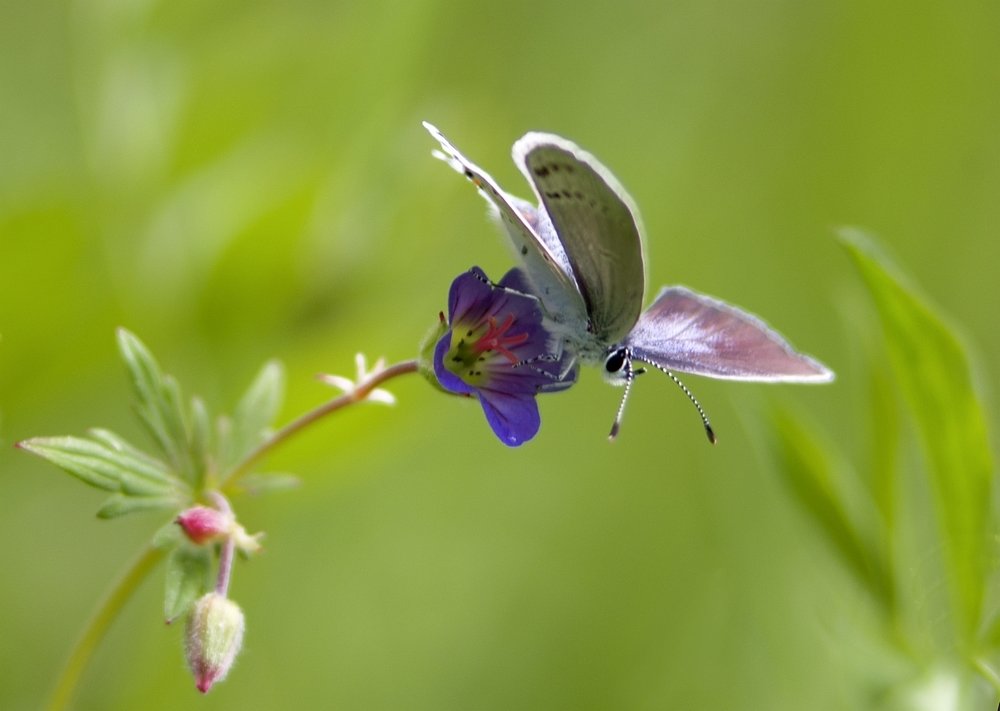 butterfly - ~ Backstage ~ N.