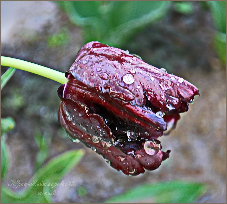 тюльпан после дождя... - Юрий Владимирович