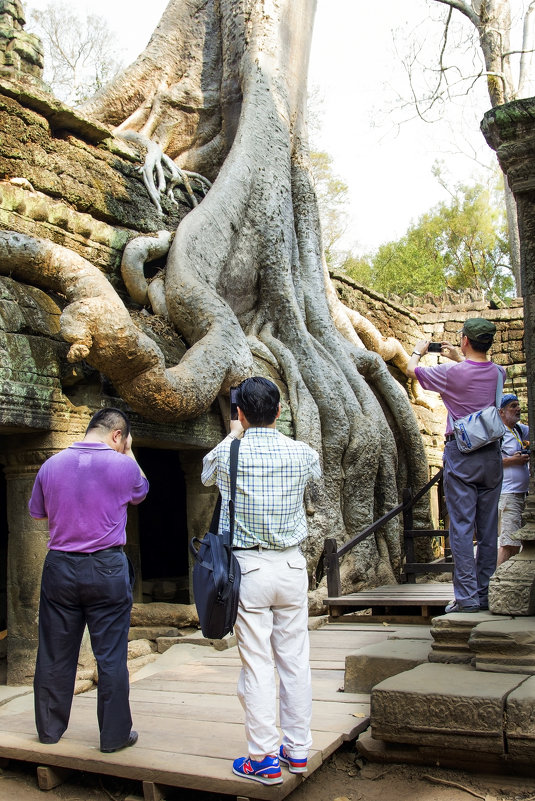 Гигантские корни тропических деревьев разрушают индуистские храмы Анкора.. - Cергей Павлович