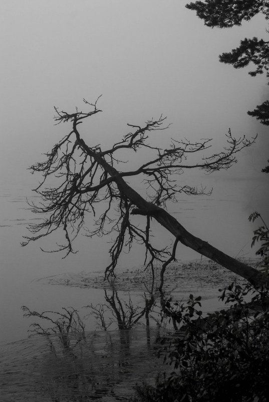 дерево над водой в утреннем тумане - Владислав Попов