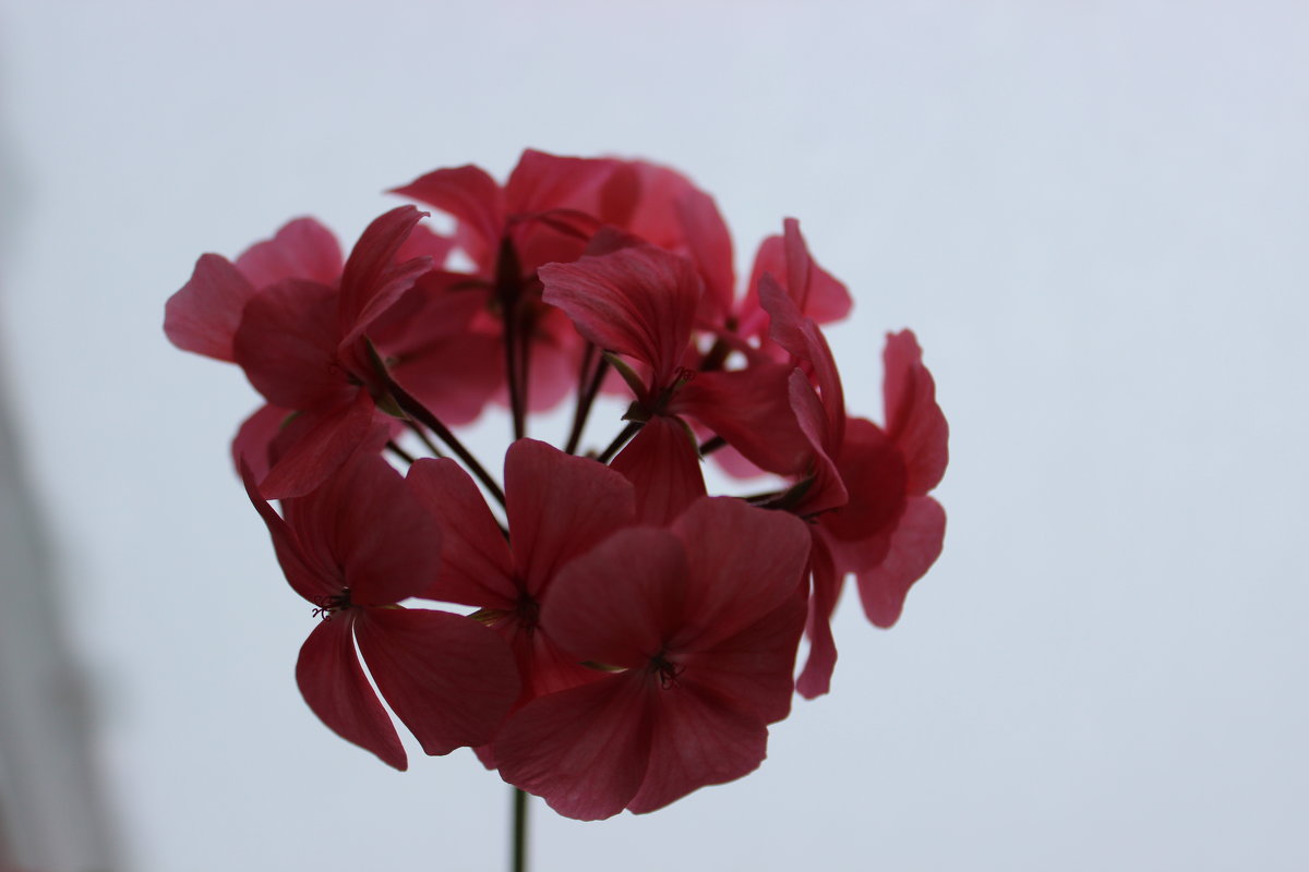 Цветок - Ксения Роянова