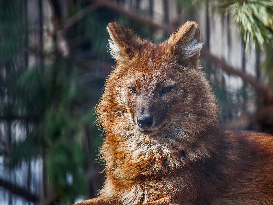 Волк красный - Владимир Габов