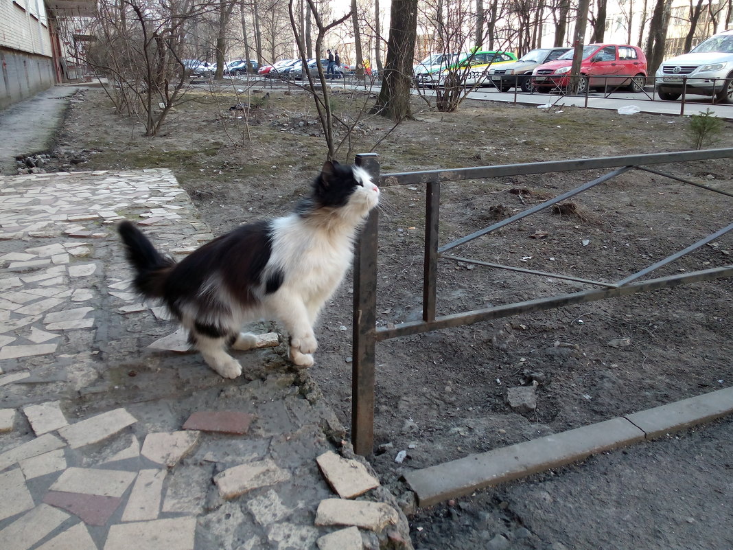 Фотосессия кошки - Михаил Нименский