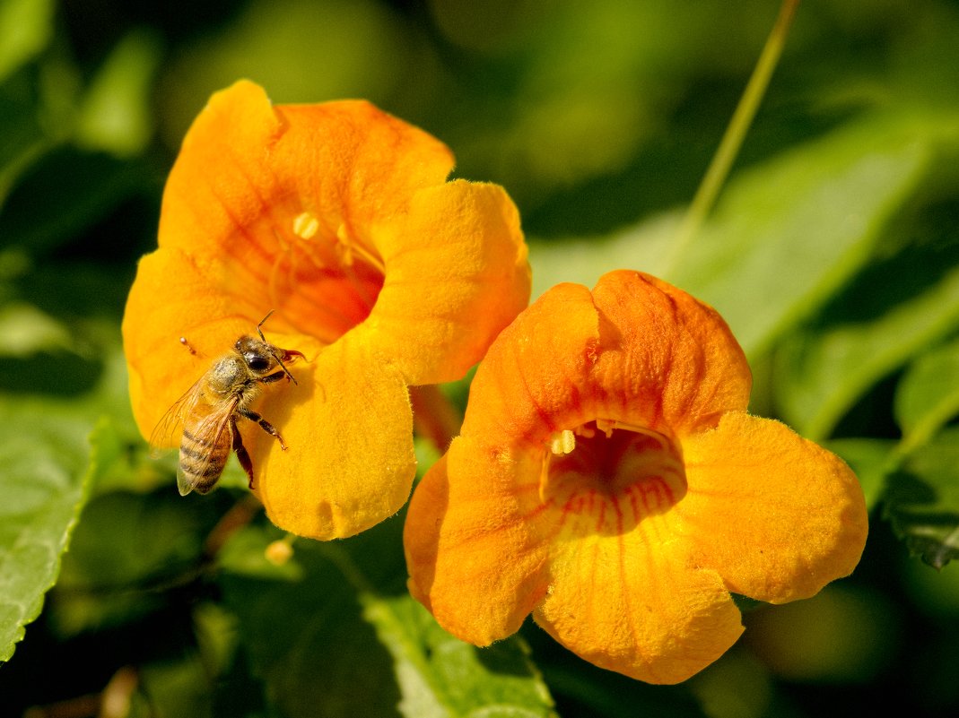 Пчёлка и мурашка - Александр Деревяшкин