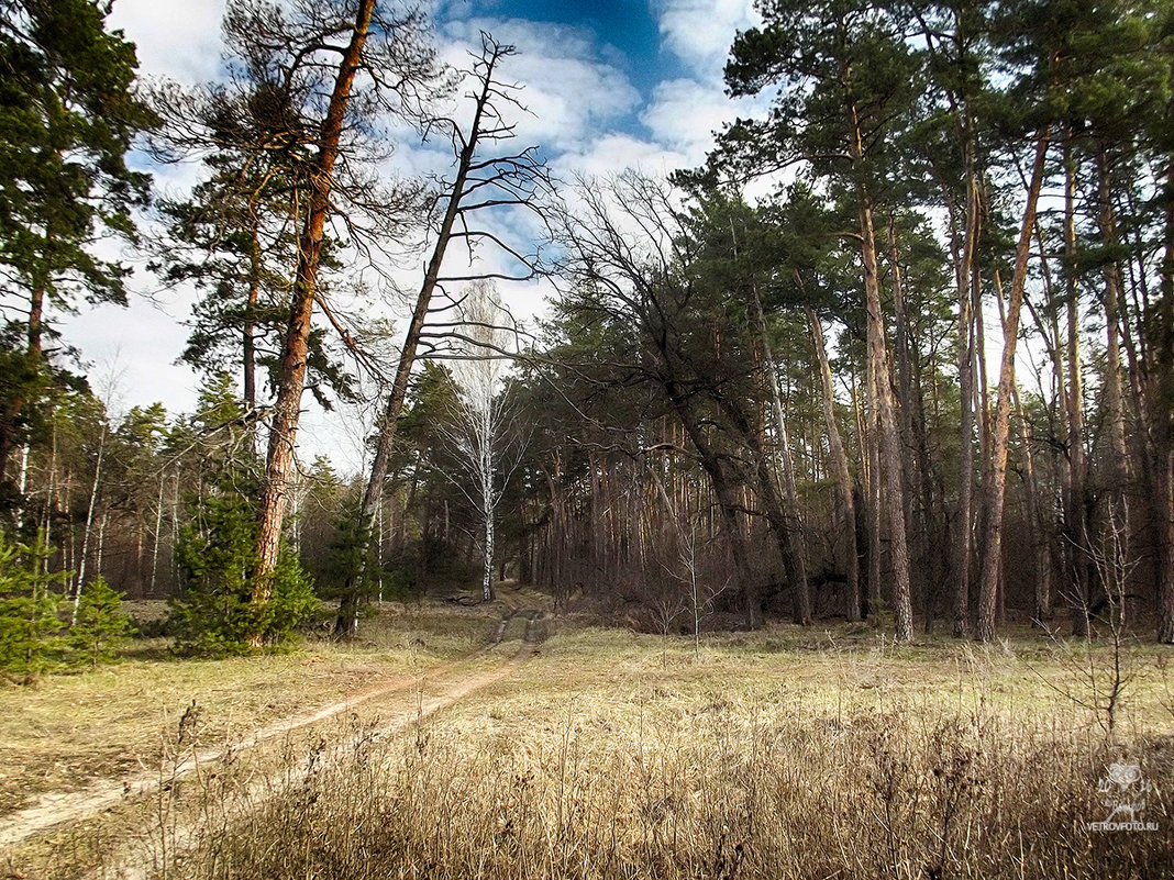 Апрельский лес - Андрей Ветров