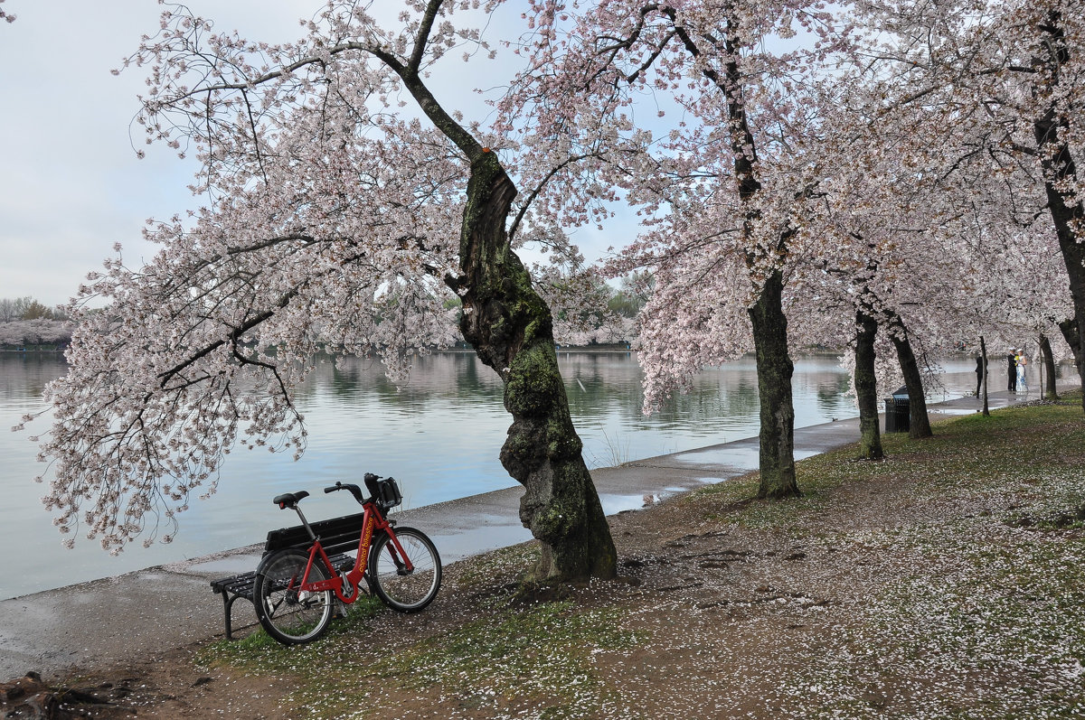 Cherry blossom in DC (2) - Юрий Матвеев