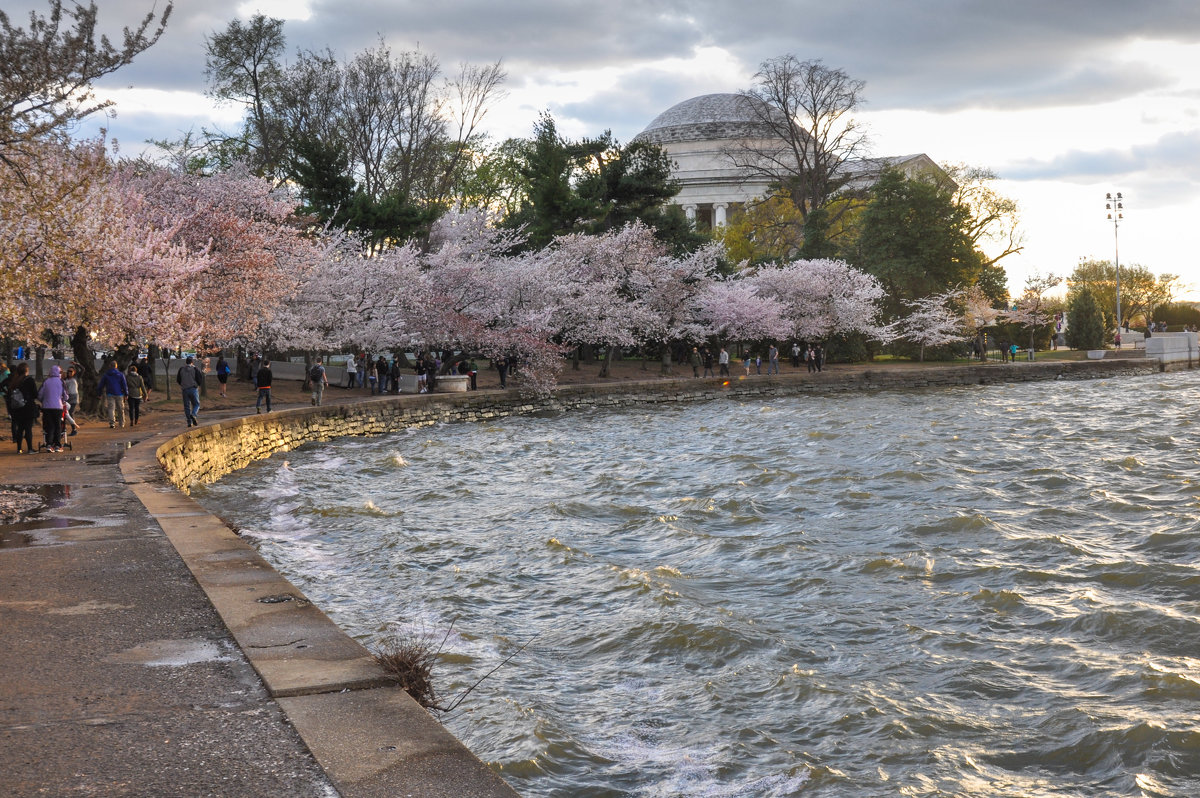 Cherry blossom in DC (3) - Юрий Матвеев