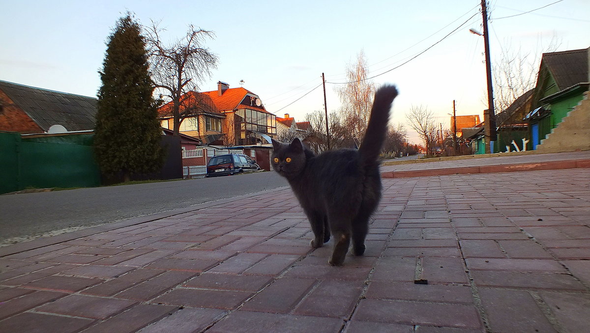 кот, который гуляет сам по-себе - Александр Прокудин