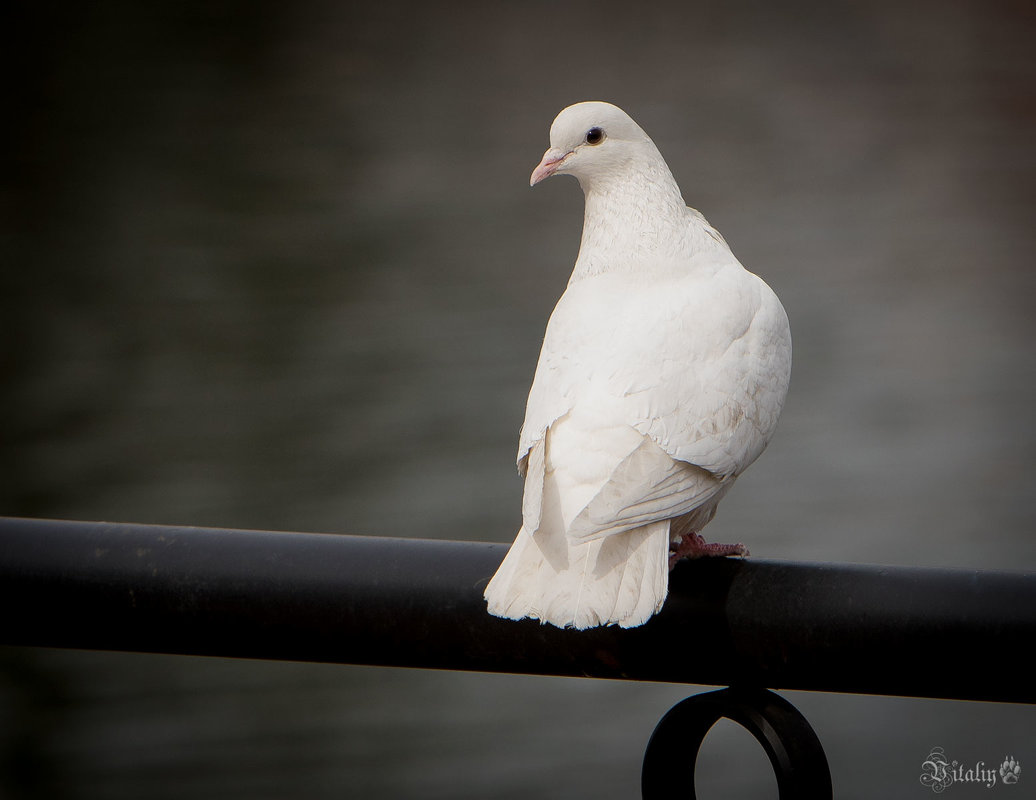 Белая голубка - Виталий Латышонок