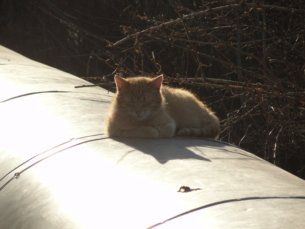 солнечная кошка - kate grayeyed