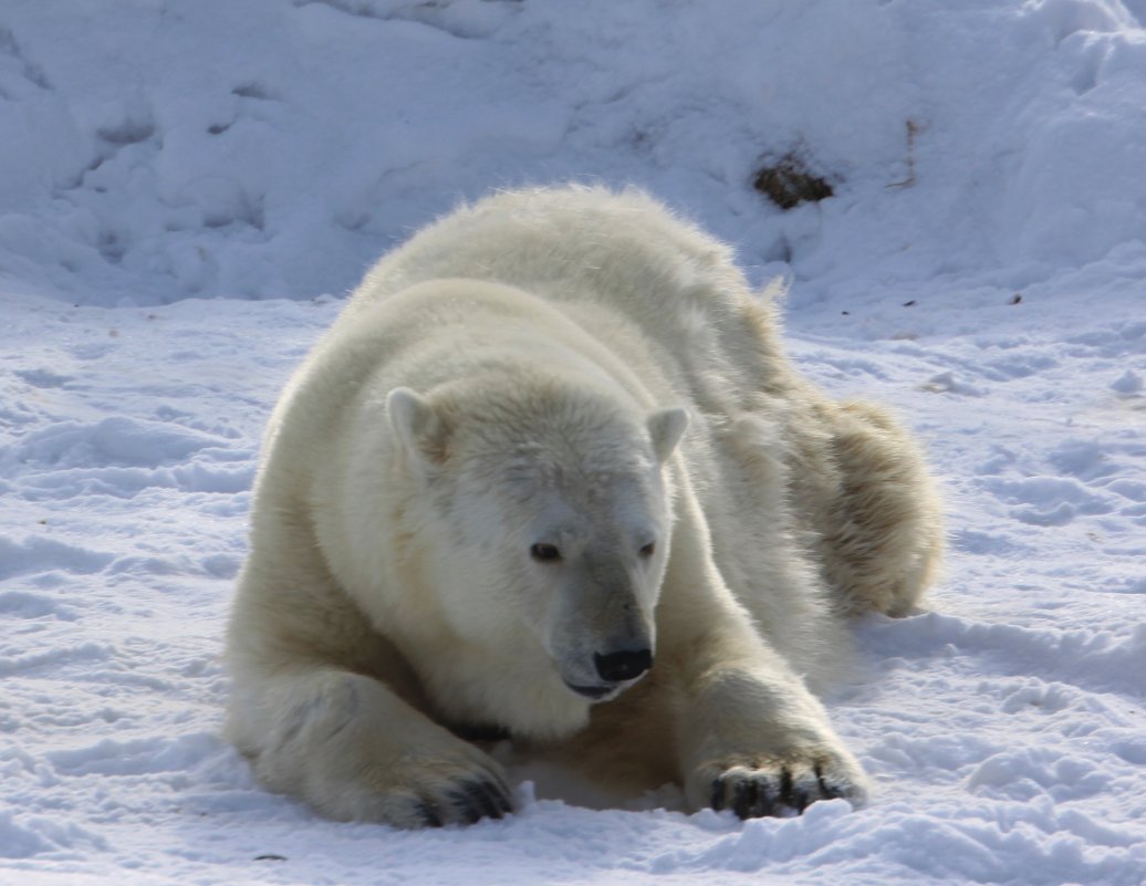 Белый медведь - Savayr 