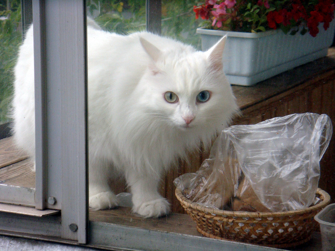 Кот на соседском балконе - Елизавета Успенская