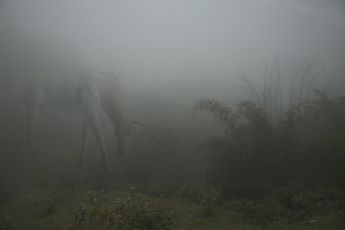 Единорог в  тумане - ЕЛЕНА 