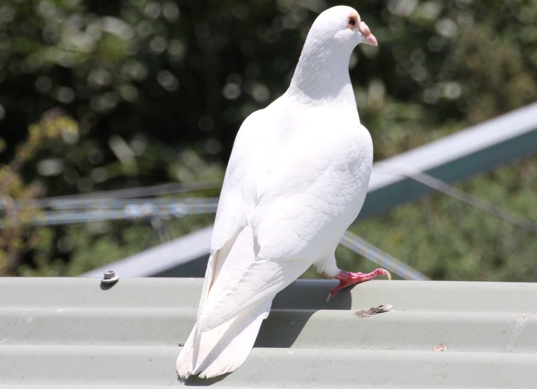 Белый голубь.Австралия.Сидней - Антонина 