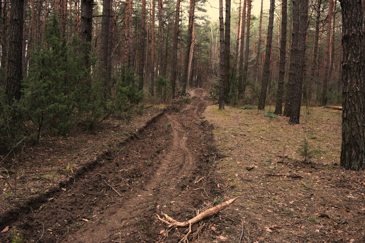 Сосновый лес - Надежда Пеночкина