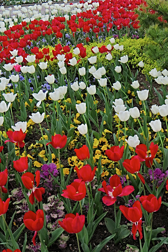 Цветы в апреле 4 - Валерий Дворников